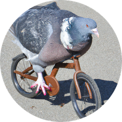 pigeonride profile
          image
